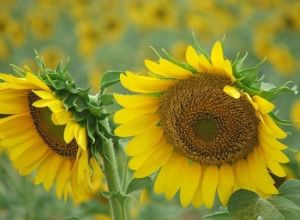 不孤村人文景觀 不孤村人文景觀