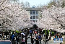 林大老圖書館前面的櫻花大道
