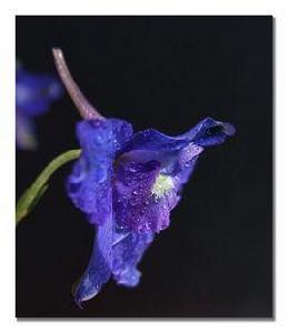 藍色鴿子花 藍色鴿子花