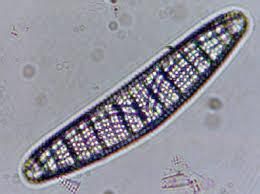 細布紋藻 細布紋藻