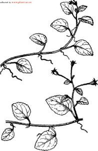 卵葉半邊蓮 卵葉半邊蓮