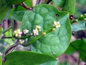 碧玉落葵菜 碧玉落葵菜