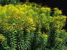 加拿大一枝黃花