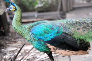 雄性綠孔雀比雌性更為美麗