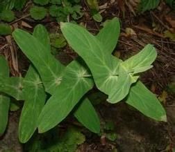 元寶草馬先蒿 元寶草馬先蒿