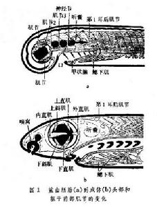 眼外肌發育不全