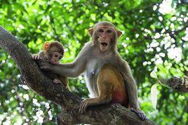 猴島[南灣水庫猴島]