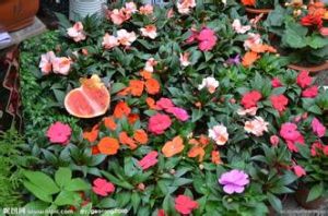 巧家鳳仙花 巧家鳳仙花