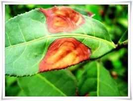 茶赤葉斑病 茶赤葉斑病