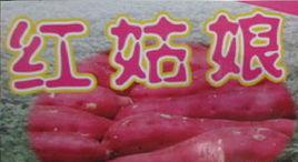 東興紅姑娘紅薯 東興紅姑娘紅薯