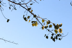 秋風[二十四節氣]