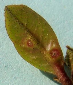 杭州新胸蚜 杭州新胸蚜