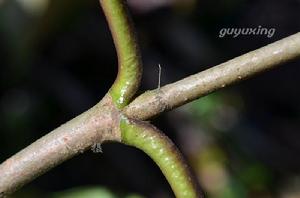 原創《日本莢蒾》攝影圖冊