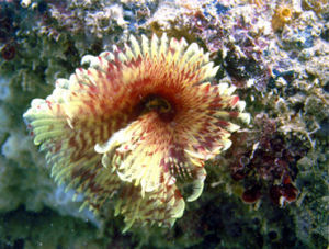 徐聞珊瑚礁保護區 徐聞珊瑚礁保護區