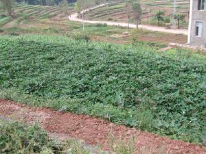 岔街自然村-經濟作物