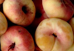 金山蟠桃 金山蟠桃