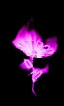 《花之火》 《花之火》