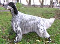 迷你型英國塞特犬 迷你型英國塞特犬