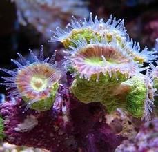 紅叉枝幹星珊瑚 紅叉枝幹星珊瑚