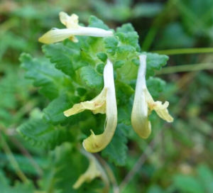 地黃葉馬先蒿 地黃葉馬先蒿