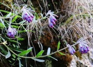 腺花滇紫草 腺花滇紫草