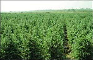 （圖）苗木品質