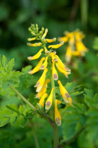 天祝黃堇 天祝黃堇