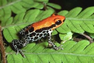 紅背箭毒蛙 紅背箭毒蛙