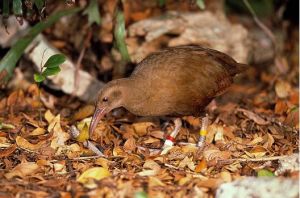 羅德哈威秧雞 羅德哈威秧雞