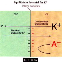 鉀離子湧出細胞膜