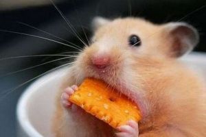 攝食中樞 攝食中樞