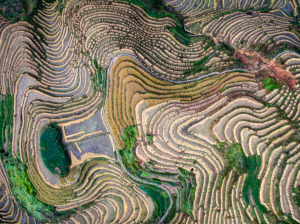 龍脊梯田