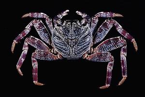 細紋方蟹 細紋方蟹