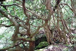 八大公山自然保護區