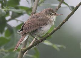 布氏葦鶯 布氏葦鶯