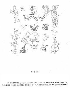 線角鱗苔 線角鱗苔