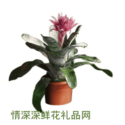 粉葉珊瑚鳳梨 粉葉珊瑚鳳梨