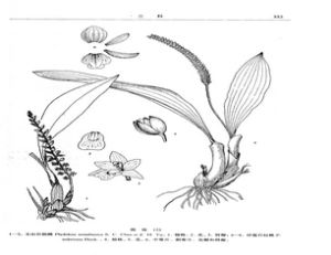 文山石仙桃 文山石仙桃