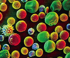 花粉粒鑑定法 花粉粒鑑定法