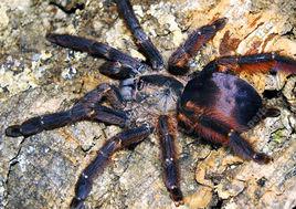 厄瓜多金背蛛 厄瓜多金背蛛