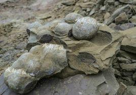 結核構造 結核構造