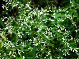 禾葉大戟 禾葉大戟