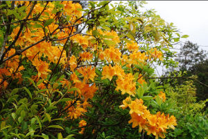 黃毛雷山杜鵑 黃毛雷山杜鵑