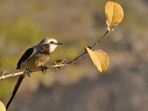 飄帶尾霸鶲 飄帶尾霸鶲