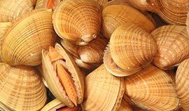 貝類 貝類
