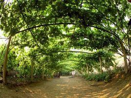 昌黎葡萄溝 昌黎葡萄溝