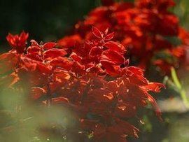 新疆天門冬 新疆天門冬