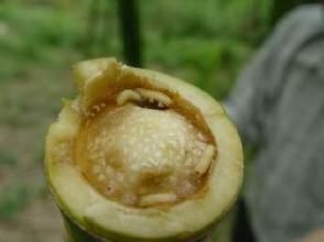 竹筍泉蠅 竹筍泉蠅