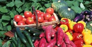 太美農場 太美農場