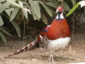 《雉朝飛》 《雉朝飛》